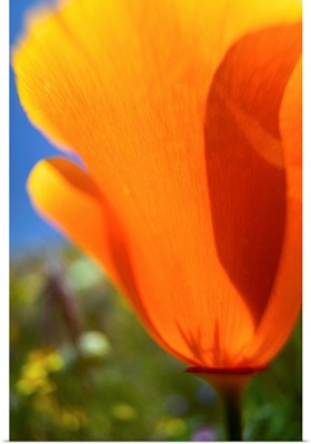 CA, Lancaster, CA Poppies spring bloom