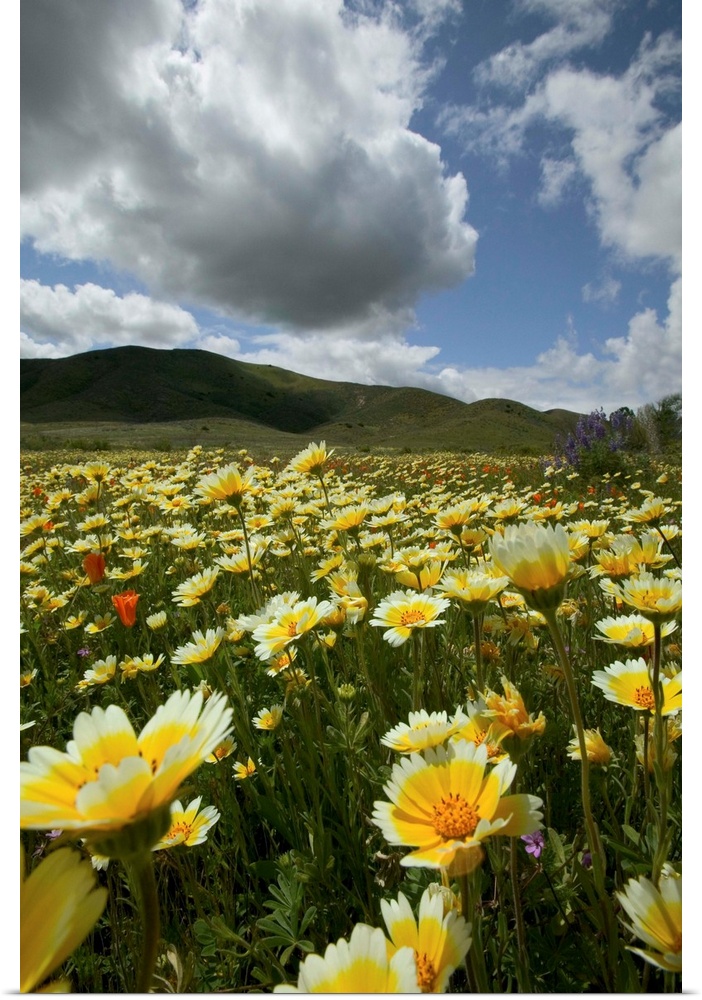NA, USA, California; Carrizo Plain. Wild flowers