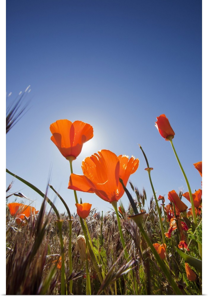 California, Antelope Valley near Lancaster, poppies with sun and blue sky.