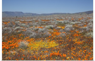 California, Antelope Valley near Lancaster, Poppy and Goldfield flowers