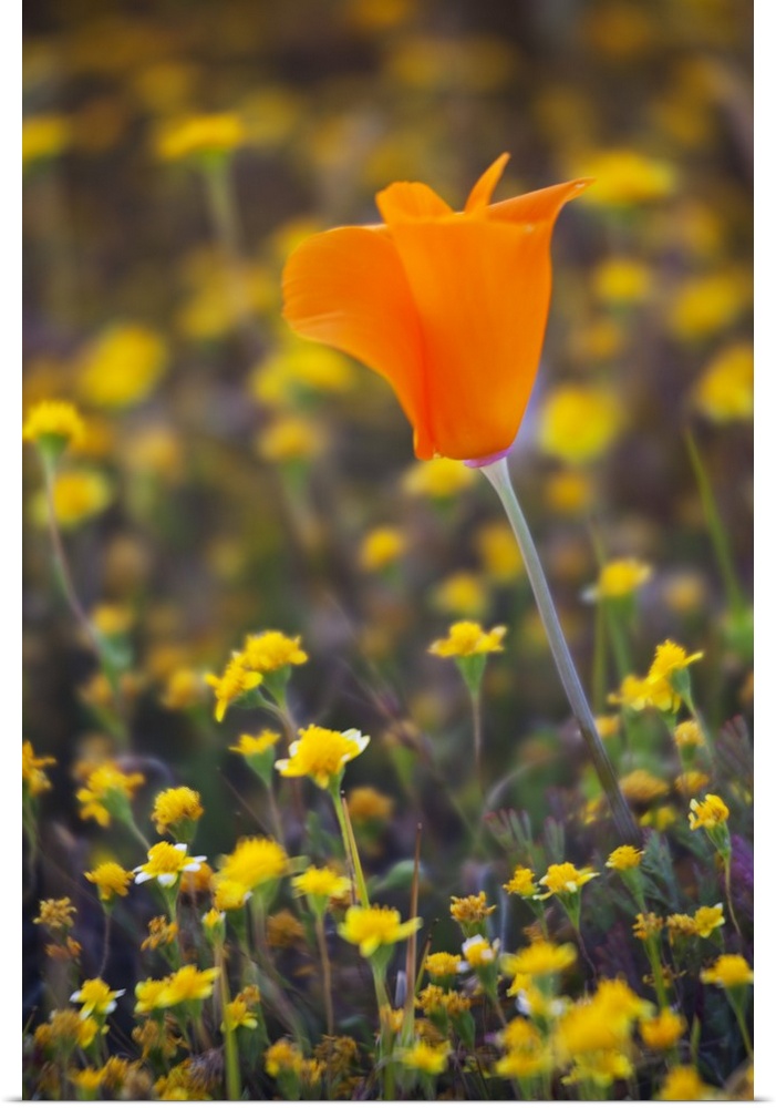 California, Antelope Valley near Lancaster, poppy close up.