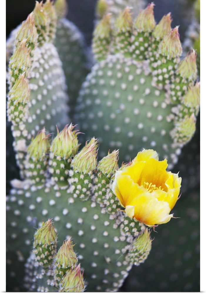 California, Anza-Borrego Desert State Park, Angel's Wings (or Bunny Ears) cactus.