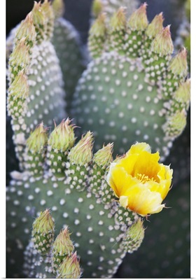 California, Anza-Borrego Desert State Park, Angel's Wings cactus