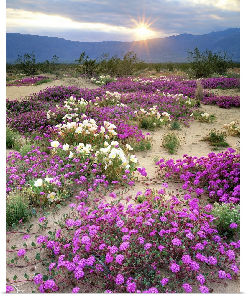 USA, California, Anza-Borrego Desert State Park. Sand verbena and dune primrose wildflowers at sunset.