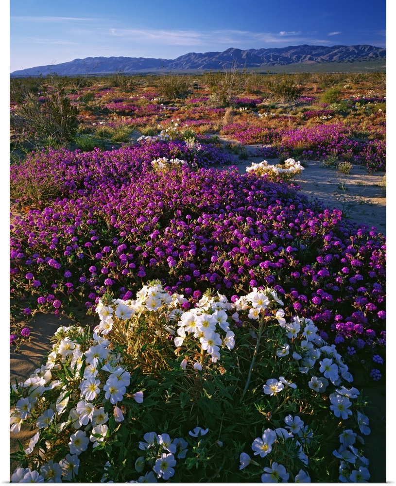 USA, California, Anza-Borrego State Park. Evening primrose and sand verbena in bloom.