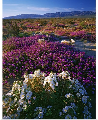 California, Anza-Borrego State Park, evening primrose and sand verbena in bloom