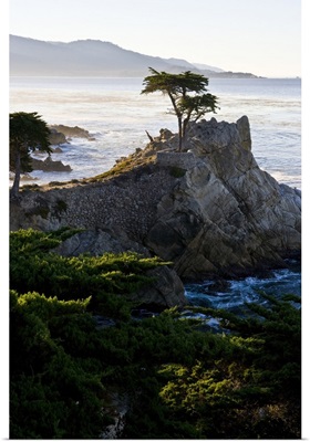 California, Carmel-by-the-Sea, Lone Cypress as viewed from 17 Mile Drive