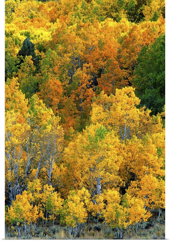USA, California, Eastern Sierra Nevada Mountains. Aspen trees in autumn color.