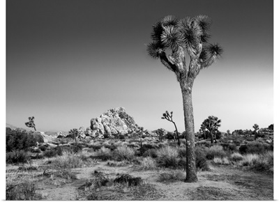 California, Joshua Tree National Park, Dawn and Joshua trees