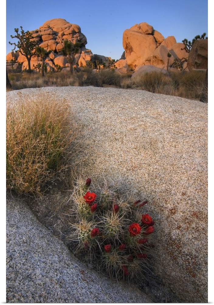USA, California, Joshua Tree National Park. A desert cactus blooms amidst the park's rocky landscape.