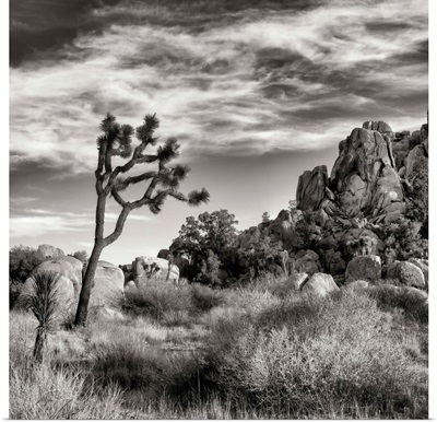California, Joshua Tree National Park, Joshua tree in Mojave Desert