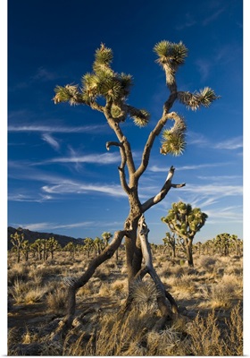California, Joshua Tree National Park. Joshua Tree, yucca brevifolia, in Hidden Valley
