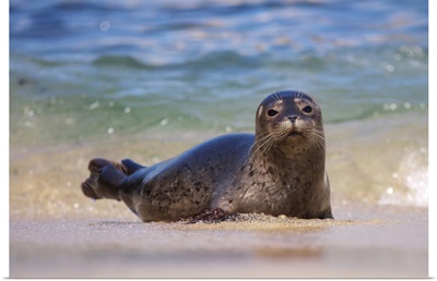 California, La Jolla. Baby harbor seal in beach water