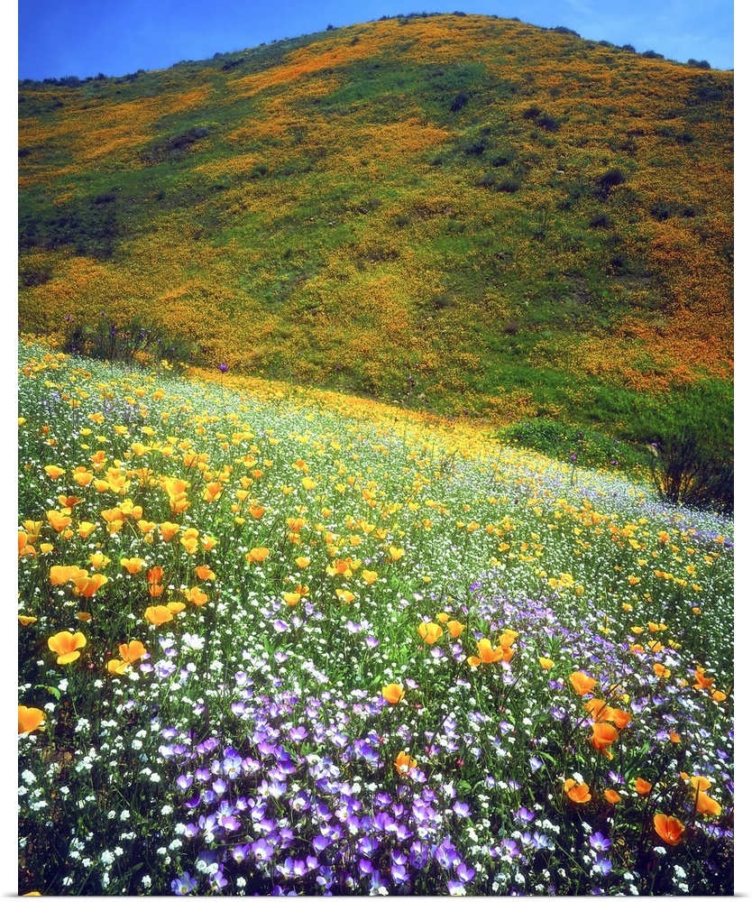 USA, California, Lake Elsinore. Variety of wildflowers covering a hillside.