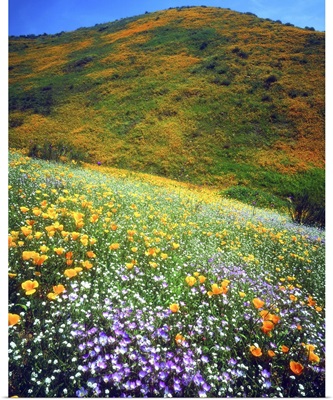 California, Lake Elsinore, variety of wildflowers covering a hillside