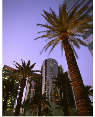 California, Los Angeles Downtown area, palms and Bonaventure Hotel