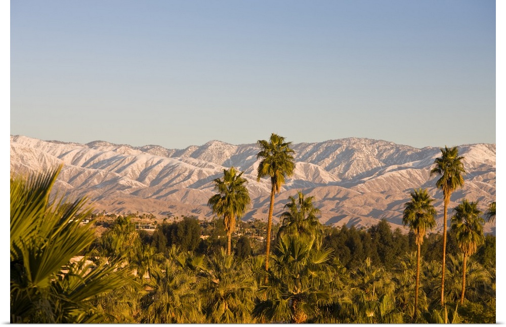 USA, California, Palm Springs. Palms and San Bernardino Mountains, sunrise.