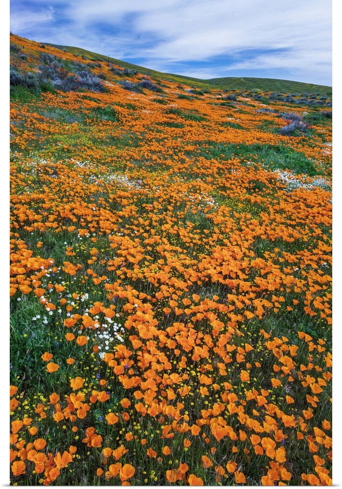 California Poppies, Antelope Valley, California, USA