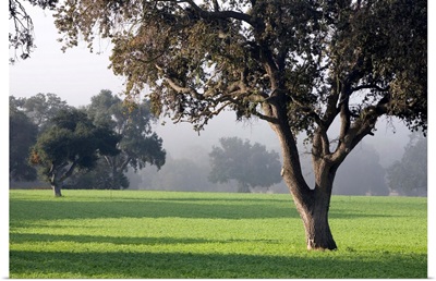 California, Santa Ynez Valley, oak trees dot meadows near Santa Barbara