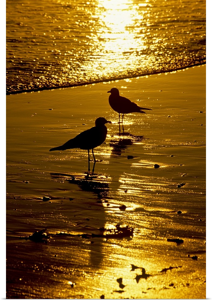California, Seagulls, Beach.