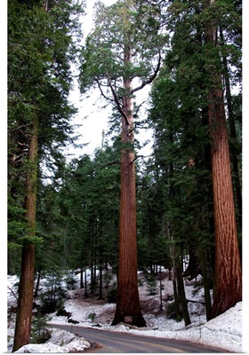 California, Sequoia National Park, giant redwood trees
