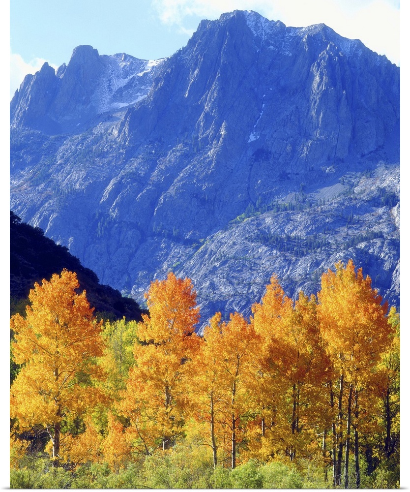 USA, California, Sierra Nevada Mountains. Autumn colors on trees in valley.