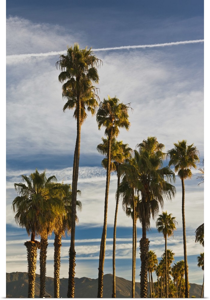 USA, California, Southern California, Santa Barbara, Cabrillo Boulevard, palms, morning