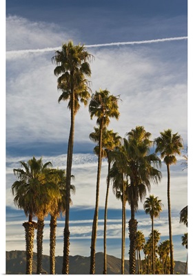 California, Southern California, Santa Barbara, Cabrillo Boulevard, palms, morning