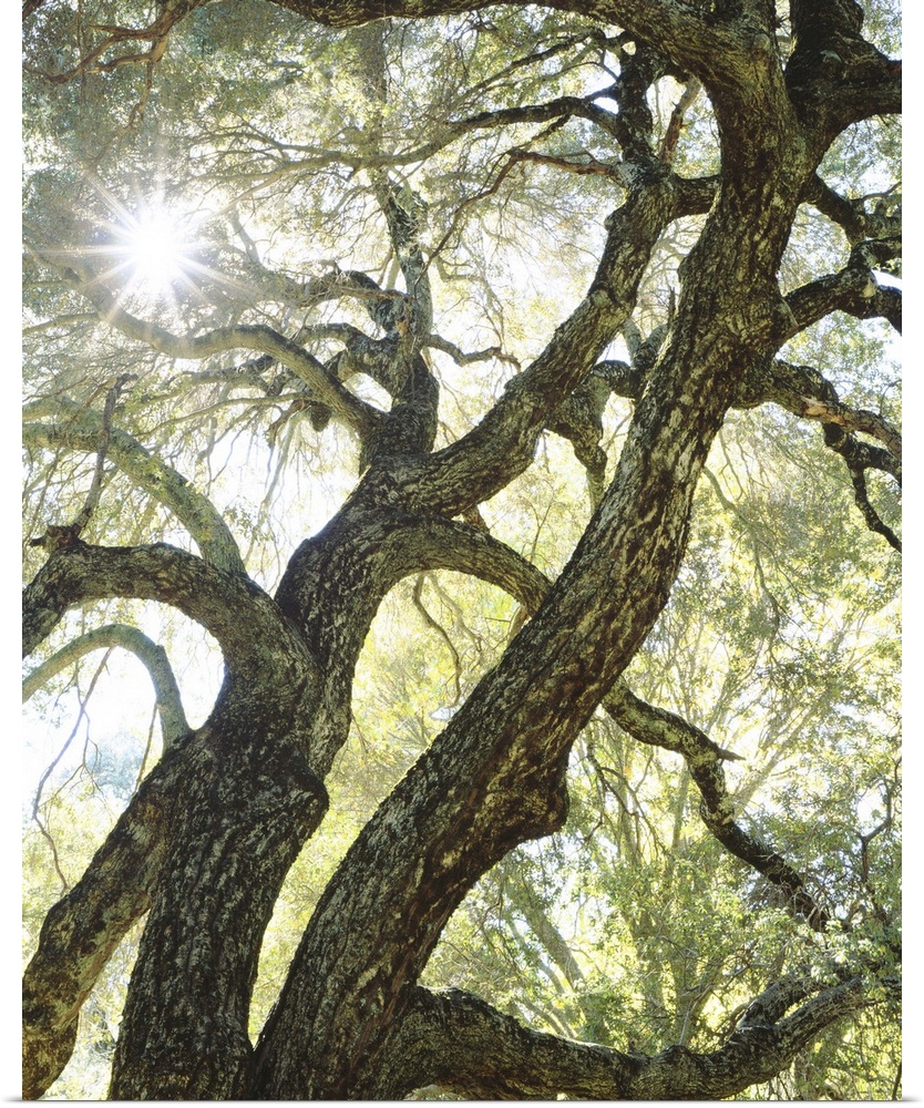 USA, California, San Diego. Sunlight streams through a live oak tree in Cuyamaca Rancho State Park.