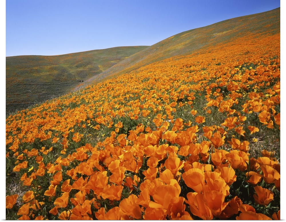 USA, California, Tehachapi Mountains, California Poppies.