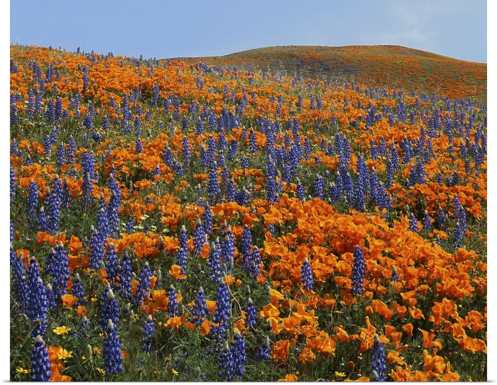 USA, California, Tehachapi Mountains California Poppies, Lupine and Goldfields.