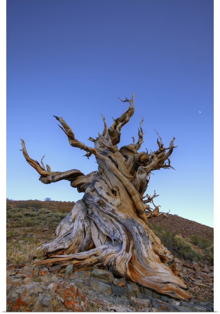 USA, California, White Mountains. Ancient bristlecone pine tree at sunrise.