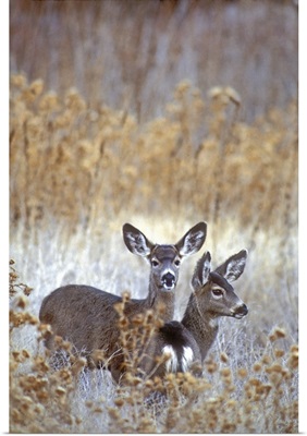 California, wild mule deer pair in dead grasses