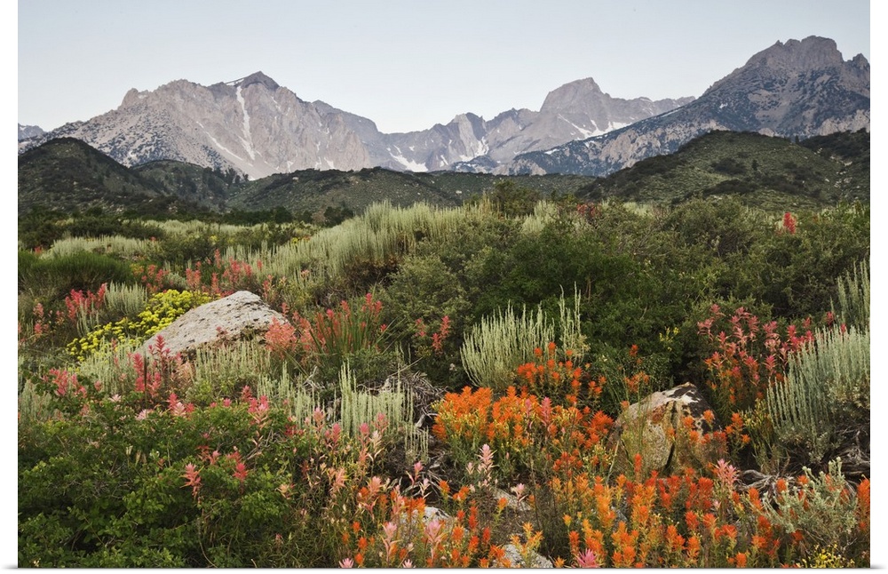 USA, California. Wildflowers bloom on the eastern escarpment of the Sierra Nevada Mountains.