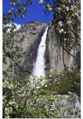 California, Yosemite National Park, blooms from an apple tree and Upper Yosemite Falls