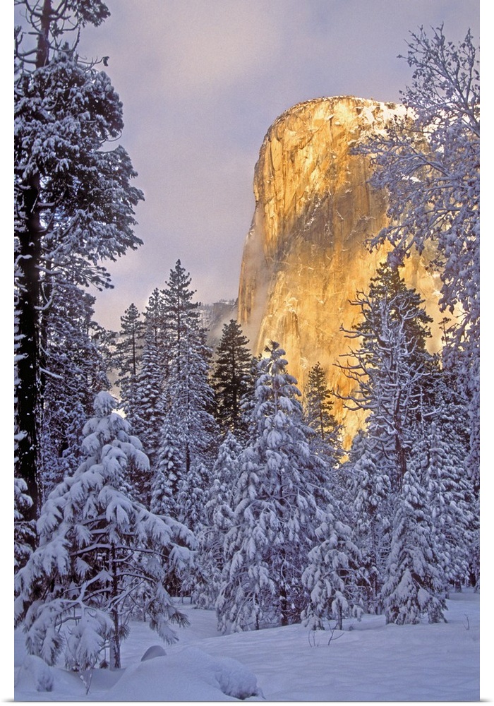 USA, California, Yosemite National Park. El Capitan lit by sunlight.