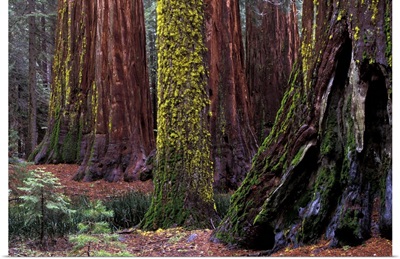 California, Yosemite National Park, Giant Sequoias in Mariposa Grove