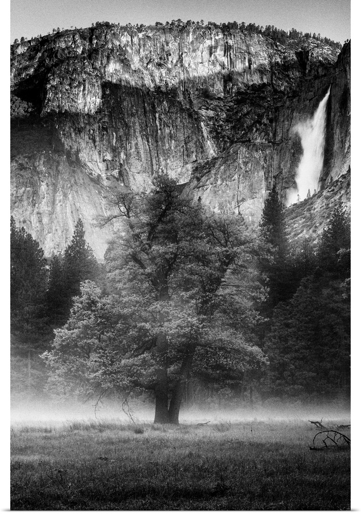 North America, USA, California, Yosemite National Park.  Black and White image of  mist among the oak and pines in a meado...