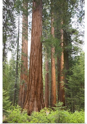 California, Yosemite National Park, Sequoia trees at Mariposa Grove