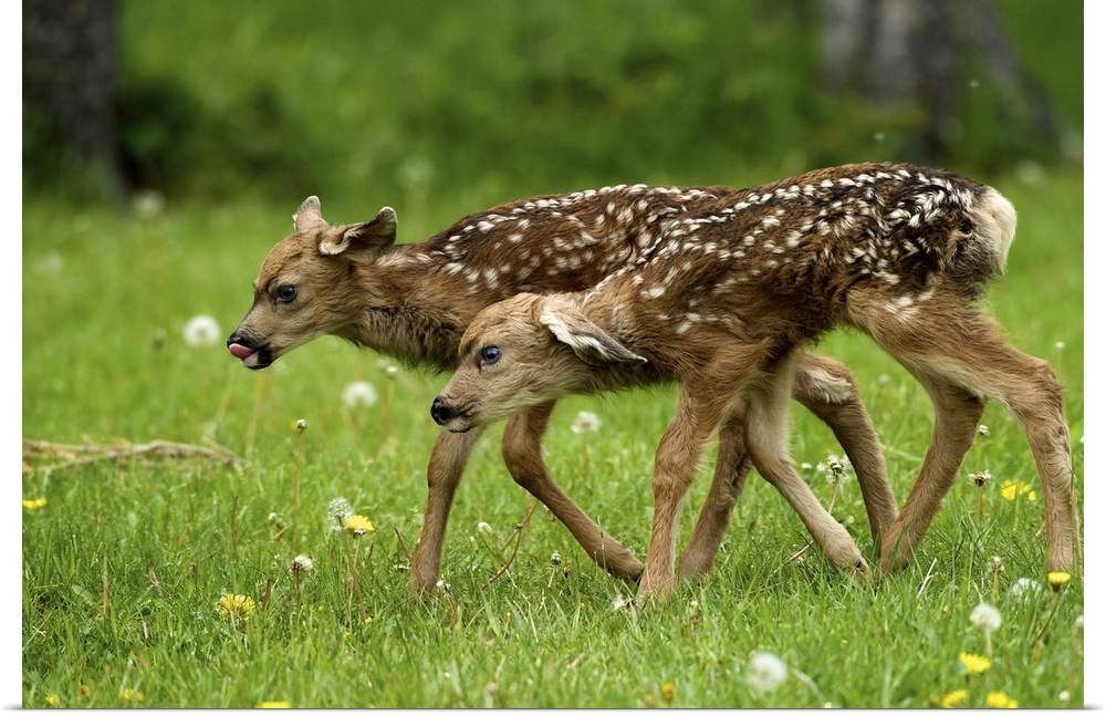 North America, Canada, Alberta, Waterton Lakes National Park. New born mule deer fawns.