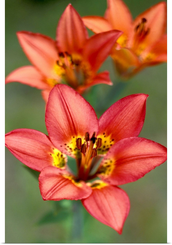 NA, Canada, Alberta, Waterton NP.Western wood lily