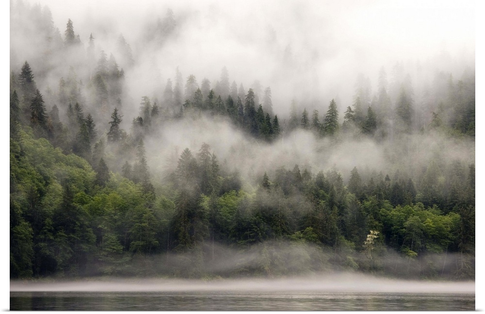 Canada, British Columbia, Fiordlands Recreation Area. Fog-shrouded forest next to ocean inlet. Credit as: Don Paulson / Ja...