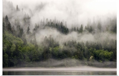 Canada, BC, Fiordlands Recreation Area, fog shrouded forest