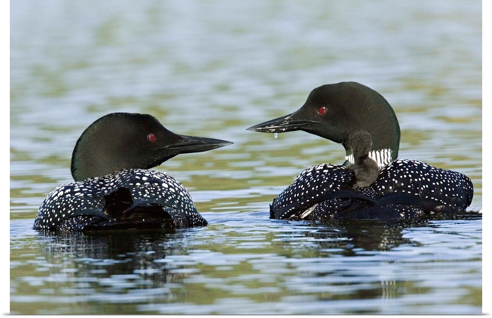 North America, Canada, British Columbia, Lac Le Jeune. Common Loon (Gavia immer) pair with chicks on their backs.