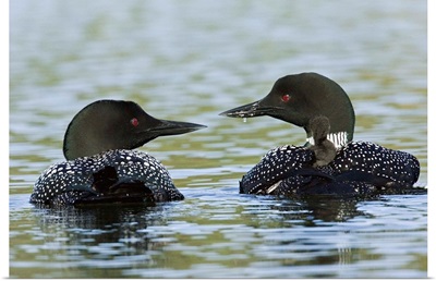 Canada, BC, Lac Le Jeune. Common Loon pair with chicks on their backs