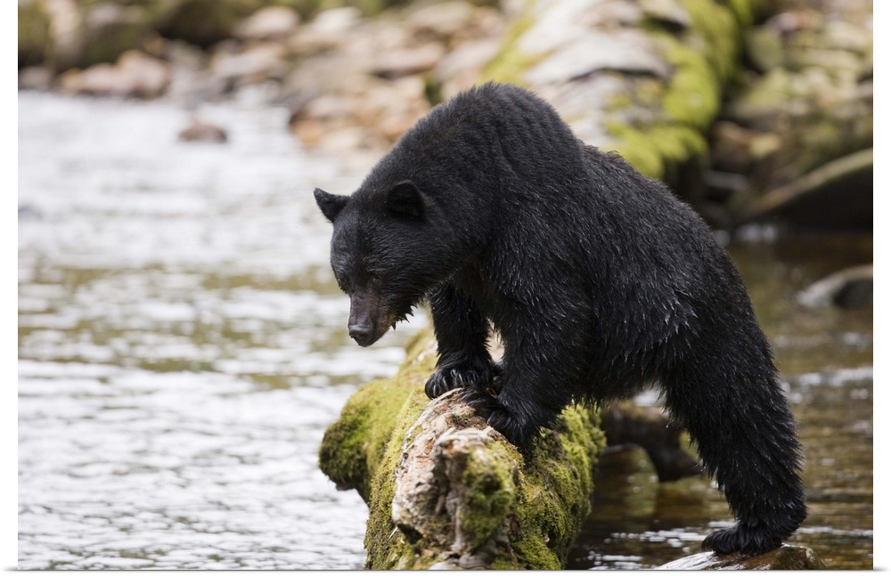 North America, Canada, British Columbia. Black Bear.
