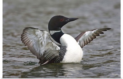 Canada, British Columbia, Common Loon stretching wings