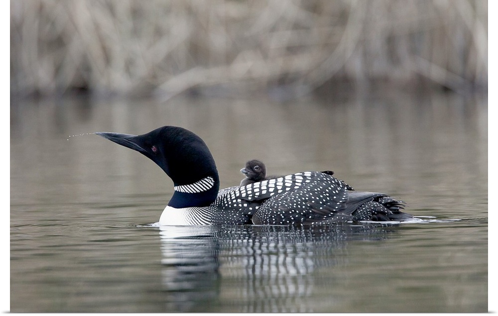 North America, Canada, British Columbia. Common Loon, (Gavia immer) with chick. Loon is apparently ejecting water or salin...
