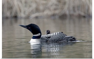 Canada, British Columbia. Common Loon, with chick