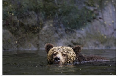 Canada, British Columbia. Grizzly bear swimming